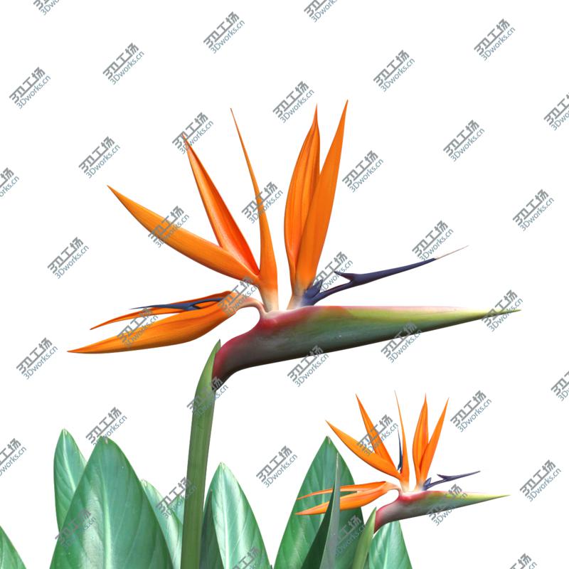 images/goods_img/202105073/Bird of Paradise/4.jpg